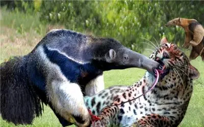 بدایع حیات وحش/جنگ خونین مورچه خوار با جگوار همه چیز خوار