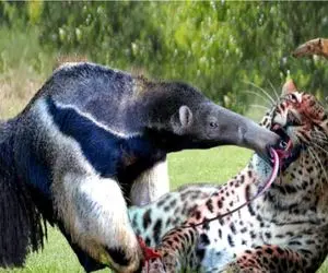 بدایع حیات وحش/جنگ خونین مورچه خوار با جگوار همه چیز خوار