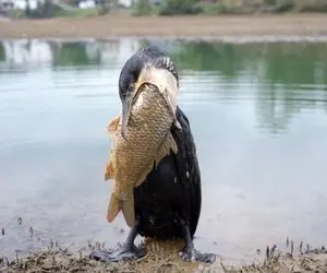 مستند حیات وحش؛ پرنده که لقمه بزرگ تر از دهنش برداشت اما قورت داد