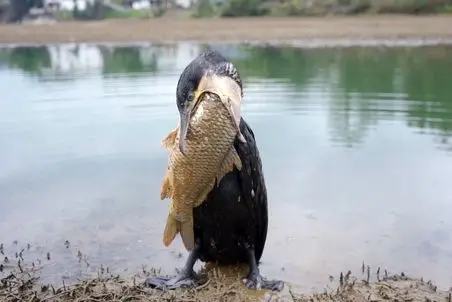 مستند حیات وحش؛ پرنده که لقمه بزرگ تر از دهنش برداشت اما قورت داد