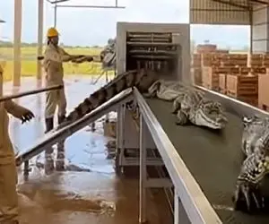 فرآوری کروکودیل؛ مثل بچه های مودب رفتن تو دستگاه تیکه تیکه شدن گوشت سیکس پکی دادن