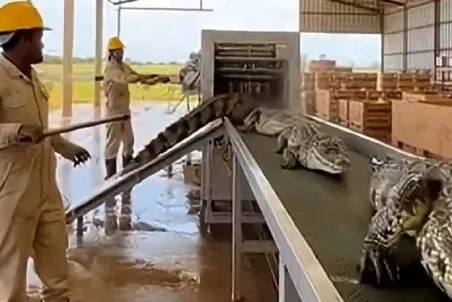 فرآوری کروکودیل؛ مثل بچه های مودب رفتن تو دستگاه تیکه تیکه شدن گوشت سیکس پکی دادن