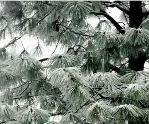 بازی فکری؛ پرنده استتار کرده رو تو 6 ثانیه پیدا کن و به همه ثابت کن دید عقابی داری!