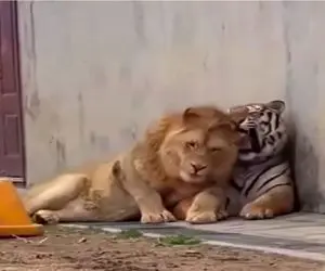 جذابیت حیات وحش/ ببر موجودی منزوی و شیر اجتماعی که موجب چنین وضعیتی شده!