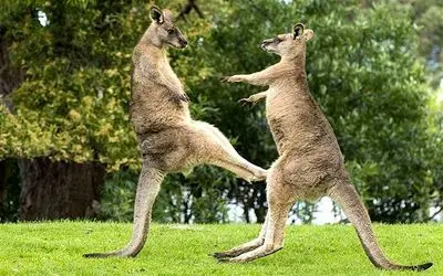 نبرد حیات وحش/ لحظات ظالمانه حیوانات استرالیا/ از خار جوجه تیغی تا بوکس کانگروها