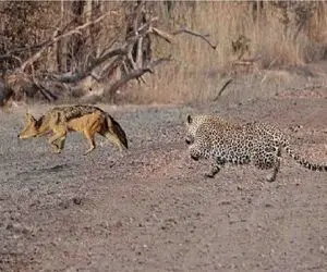 مستند حیات وحش؛ حمله انفجاری پلنگ به روباه که تو دست و پا بود