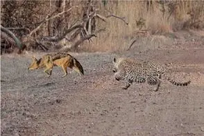 مستند حیات وحش؛ حمله انفجاری پلنگ به روباه که تو دست و پا بود