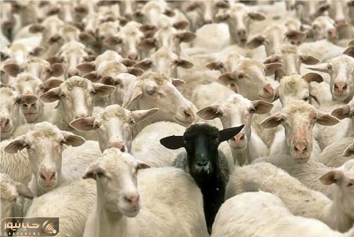 (جدول) قیمت دام زنده امروز ۷ اسفند ۱۴۰۳
