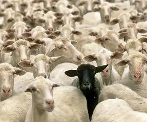 (جدول) قیمت دام زنده امروز ۷ اسفند ۱۴۰۳