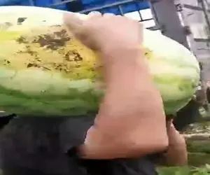 کشاورزی نوین؛ یه هندونه هایی پرورش دادن از شدت گندگی و سنگینی موقع جابجایی کول میکنن