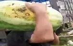 کشاورزی نوین؛ یه هندونه هایی پرورش دادن از شدت گندگی و سنگینی موقع جابجایی کول میکنن