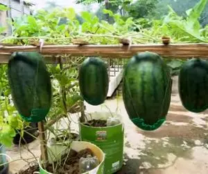 کشاورزی خلاقانه؛ آقاهه باغچه نداشته اومده تو حیاطش داربست زده ازش هندوانه آویزون کرده