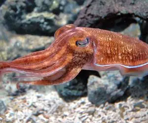 آن روی طبیعت وحشی؛ ماهی مرکب عجیب‌ترین ماهی اقیانوس که ترکیبی از کوسه و اختاپوسه