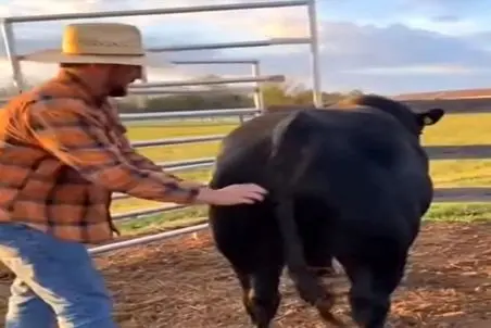 دامداری نوین؛ گاو خیلی بی جنبه اس