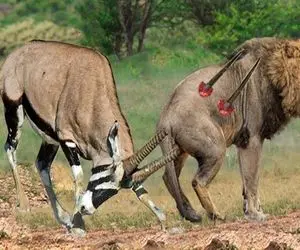 از جذابیت‌های حیات وحش؛ بز کوهی درنده با شاخ‌های نیم متریش شیر و مثل سگ کشت