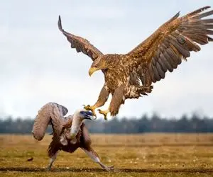 شاهکار حیات وحش / جنگ بی امان عقاب و کرکس بر فراز بیابان رام نشده