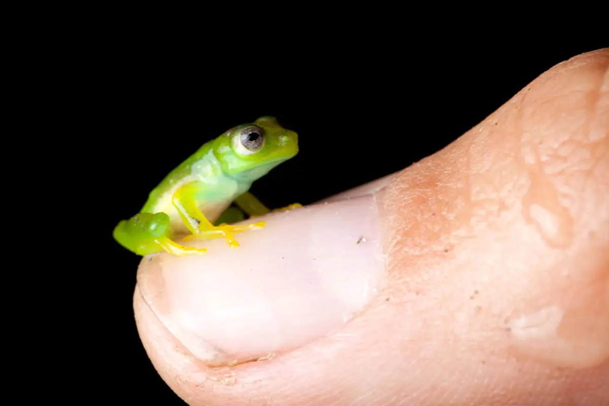 2014012912-01-footofan_com