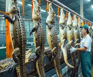 فرآوری تمساح؛ گوشت بره میریزه تو حلق تمساح و زنده پوست میگیره درسته به سیخ میکشه