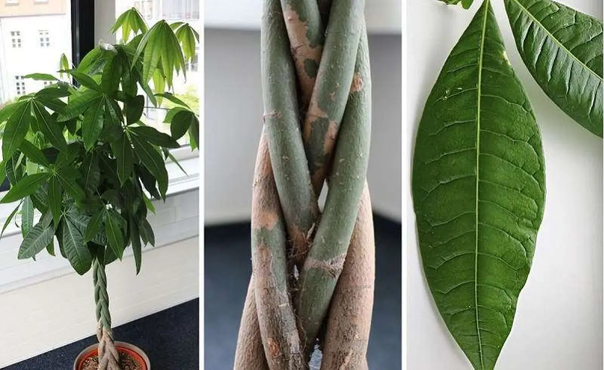 گل هایی که ثروت میارن
