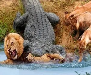 شاهکار حیات وحش / تمساح پرید به شیر آبو کوفتش کرد