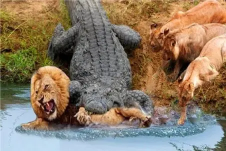 شاهکار حیات وحش / تمساح پرید به شیر آبو کوفتش کرد