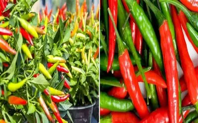 چطور فلفل شیرین و تند تازه را توی بالکن پرورش دهیم؟/ رازهای طلایی کاشت فلفل