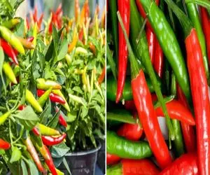 چطور فلفل شیرین و تند تازه را توی بالکن پرورش دهیم؟/ رازهای طلایی کاشت فلفل