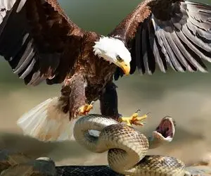 مستند حیات وحش؛ پیتون سفید داشت شکار می کرد که یکباره خودش شکار شد