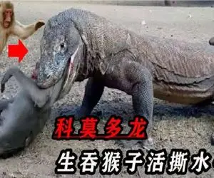 مستند حیات وحش؛ کومودو بی صفت زهرشو وارد بدن بوفالو میکنه از پا دربیاد تناول کنه