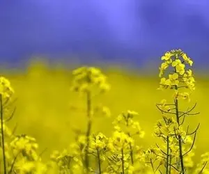 تصمیم جذاب دولت برای کشاورزان