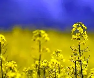 تصمیم جذاب دولت برای کشاورزان