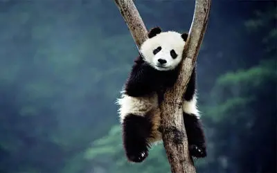 مستند حیات وحش/ آب تنی پاندای بامزه و بازیگوش