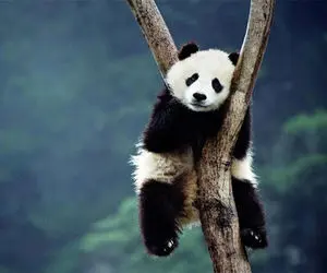 مستند حیات وحش/ آب تنی پاندای بامزه و بازیگوش