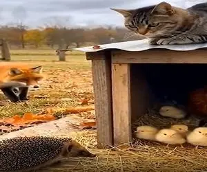 معماری طبیعت؛ گربه حساب روباه هوس باز رو گذاشت کف دستش