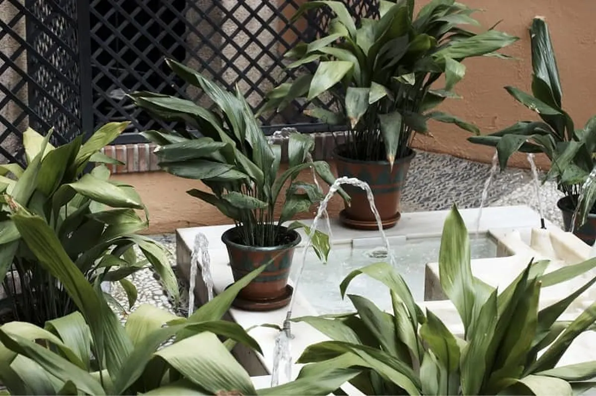 Aspidistra-plant-6