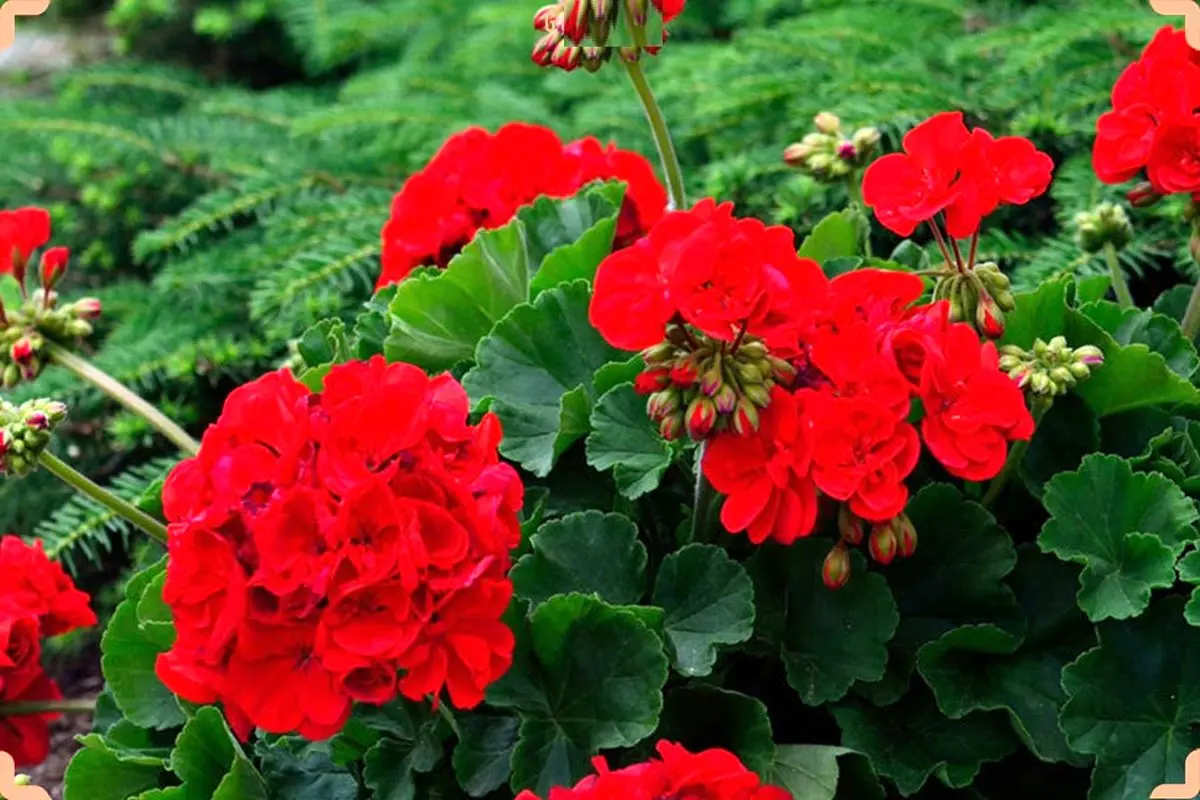بالکنی1