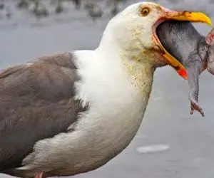 بدایع حیات وحش؛ مرغ دریایی شقی با یه شیرجه بچه میمون مفلوک رو دولپی بلعید