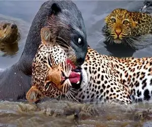 جنگ حیات وحش/سمور کور از زیرزمین اومد زهرشو رو ببر خالی کرد یک لحظه غفلت ببر ترکوندش