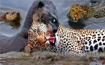 جنگ حیات وحش/سمور کور از زیرزمین اومد زهرشو رو ببر خالی کرد یک لحظه غفلت ببر ترکوندش