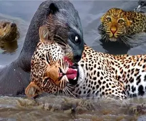 جنگ حیات وحش/سمور کور از زیرزمین اومد زهرشو رو ببر خالی کرد یک لحظه غفلت ببر ترکوندش