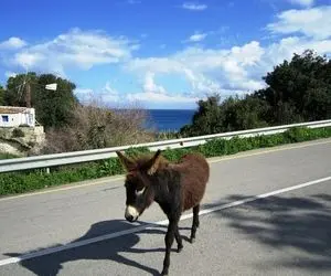 تردد با الاغ و قاطر برای فرار از محدودیت‌های تردد!