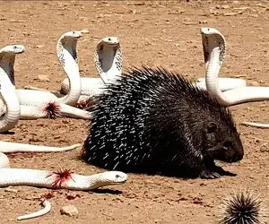 مستند حیات وحش؛ جوجه تیغی که مثل سانتریفیوژ می چرخه و تیغ هاش نثار شکارچیاش میکنه