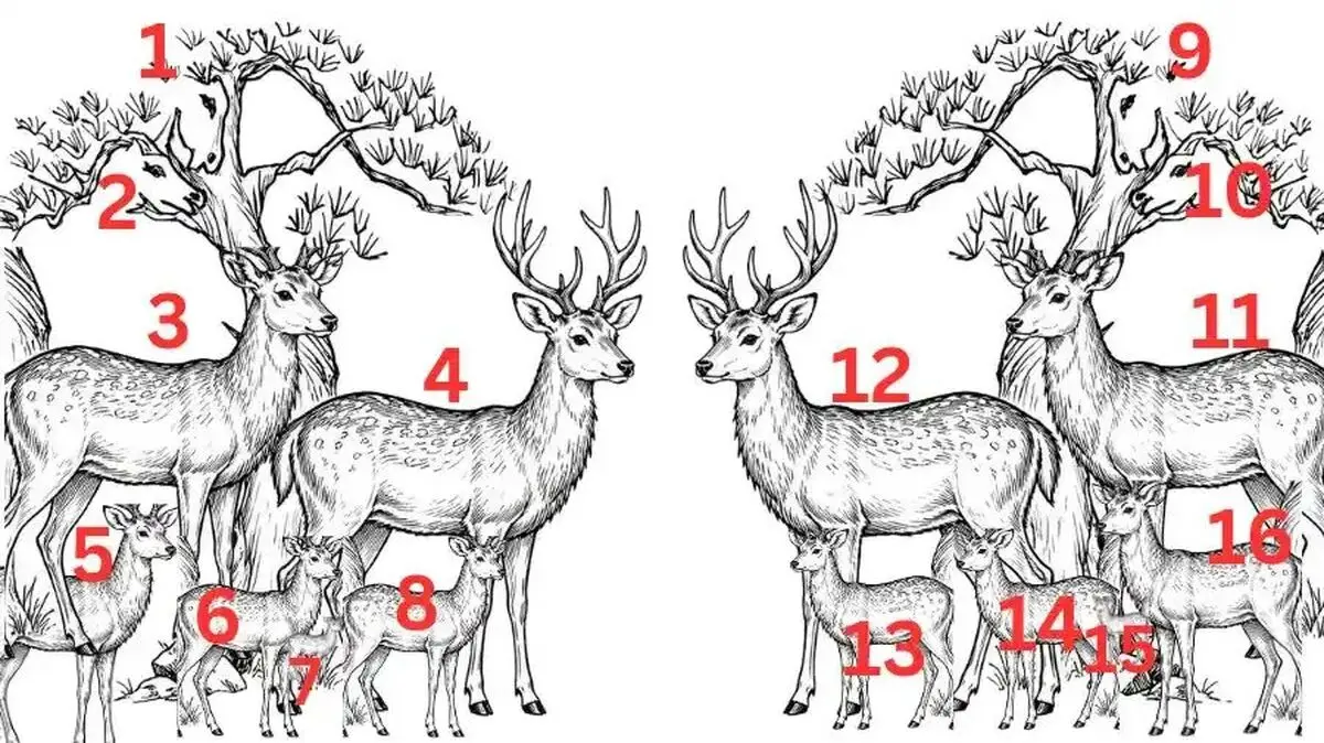 Count-the-Number-of-Deer-In-This-Symmetrical-Black-and-White-Optical-Illusion-sol-1786617779866-ezgif.com-webp-to-jpg-converter