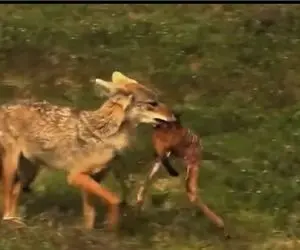 مستند حیات وحش؛ شغال بی رحم آهو رو نصف کرد از کمر