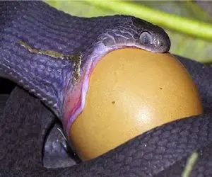 مستند حیات وحش؛ مار بخیل دوره افتاده تخم حیوونارو میخوره