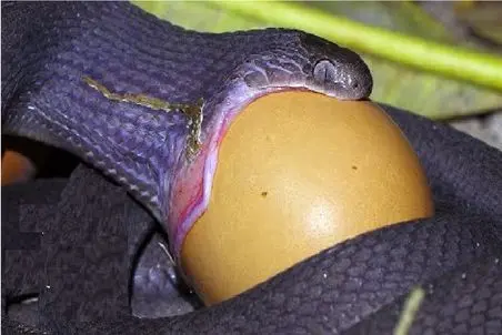 مستند حیات وحش؛ مار بخیل دوره افتاده تخم حیوونارو میخوره