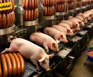 فرآوری سوسیس خوک؛ حرامی رو از یه طرف وارد دستگاه میکنن از اون طرف سویس شده تحویل میدن