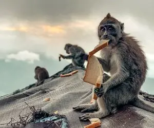 "کایوت مخوف" برنده مسابقه عکاسی آنلاین جهان؛ شکار لحظه های عجیب و جالب عکاسان! 