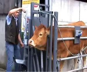 فرآوری گاو؛ موقع دوشیدن شیر گاو 655 کیلویی دارش میزنن بیف شده ساندویچ میکنن