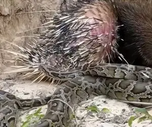 از جذابیت های حیات وحش؛ پیتون به خیال یه تیکه گوشت قلمبه خارپشت خورد آبکش شد